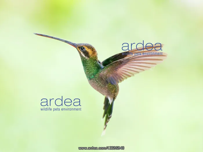 : White Whiskered Hermit - in flight Phaethornis y : White Whiskered Hermit - in flight Phaethornis y