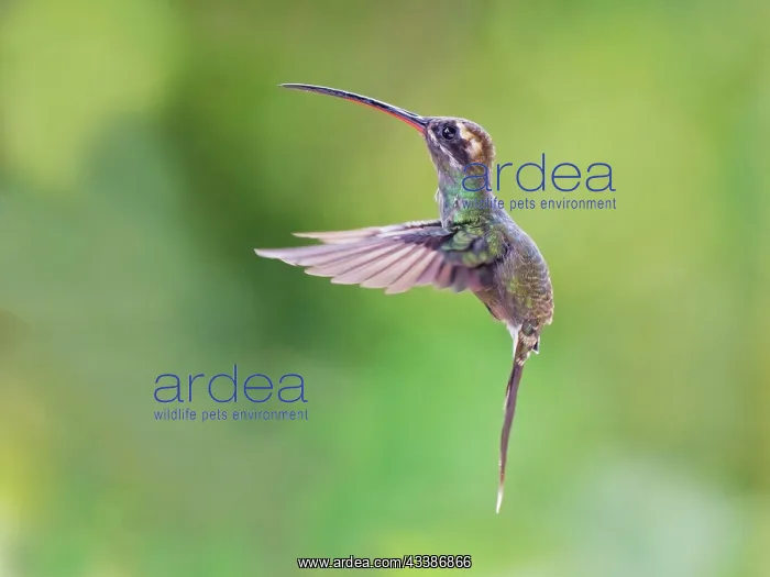 : White Whiskered Hermit - in flight Phaethornis y : White Whiskered Hermit - in flight Phaethornis y