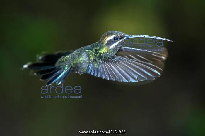 : White-whiskered Hermit (Phaethornis yaruqui) in : White-whiskered Hermit (Phaethornis yaruqui) in