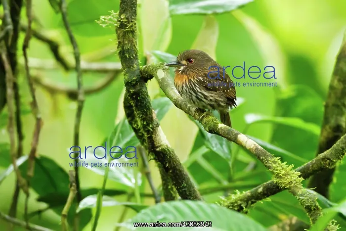 : White-whiskered Puffbird : White-whiskered Puffbird