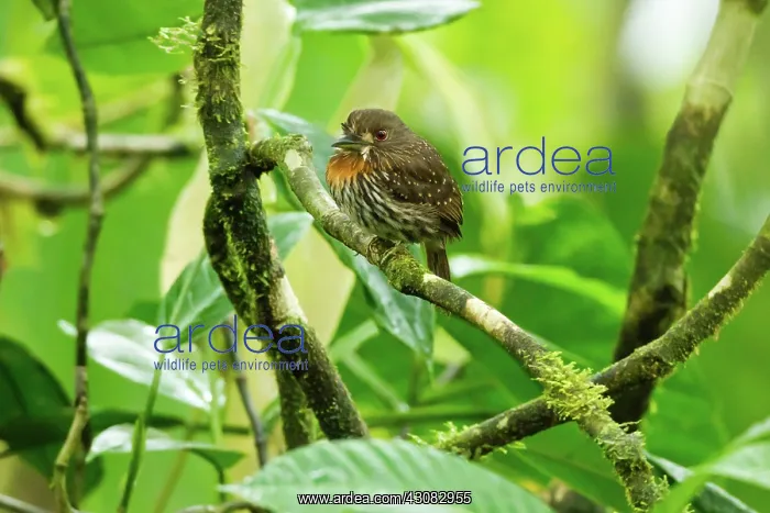 : White-whiskered Puffbird : White-whiskered Puffbird