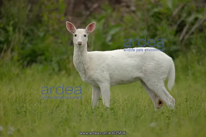 : White white-tailed deer (Odocoileus virginianus) : White white-tailed deer (Odocoileus virginianus)