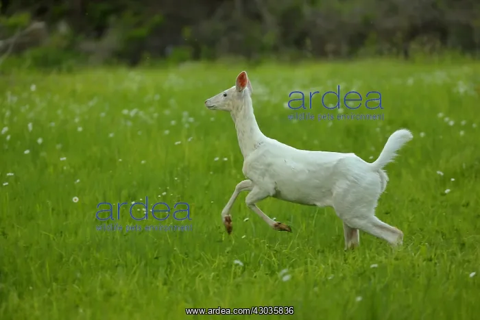 : White white-tailed deer (Odocoileus virginianus) : White white-tailed deer (Odocoileus virginianus)