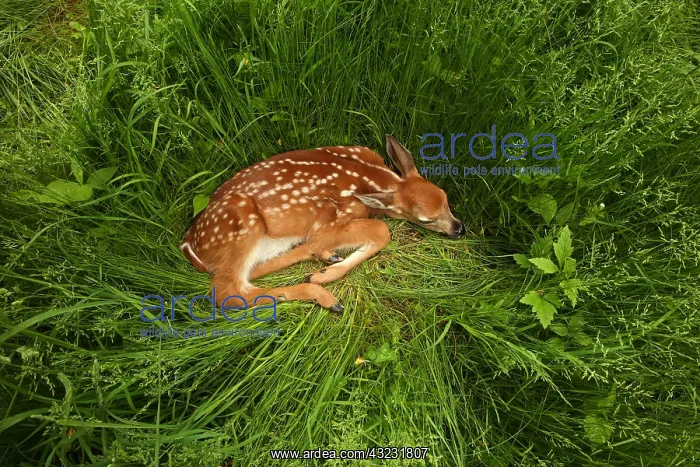 : White white-tailed deer (Odocoileus virginianus) : White white-tailed deer (Odocoileus virginianus)