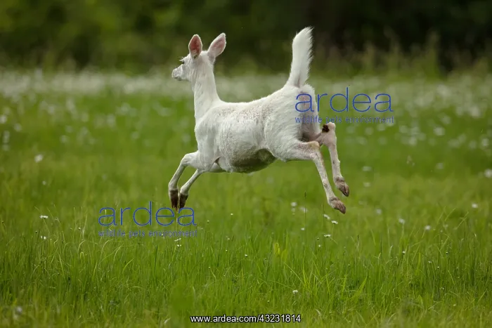 : White white-tailed deer (Odocoileus virginianus) : White white-tailed deer (Odocoileus virginianus)