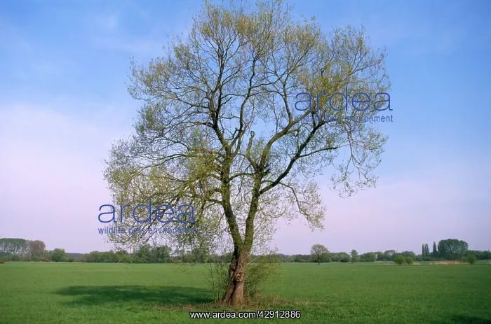  : WHITE WILLOW