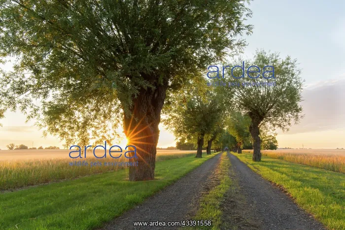: White Willow : White Willow