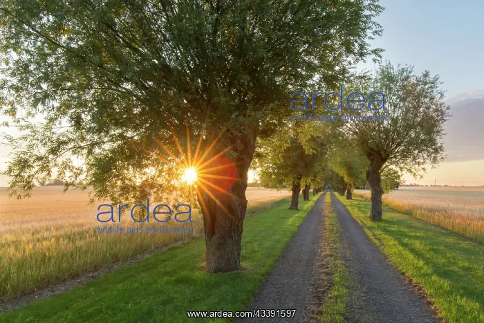 : White Willow : White Willow