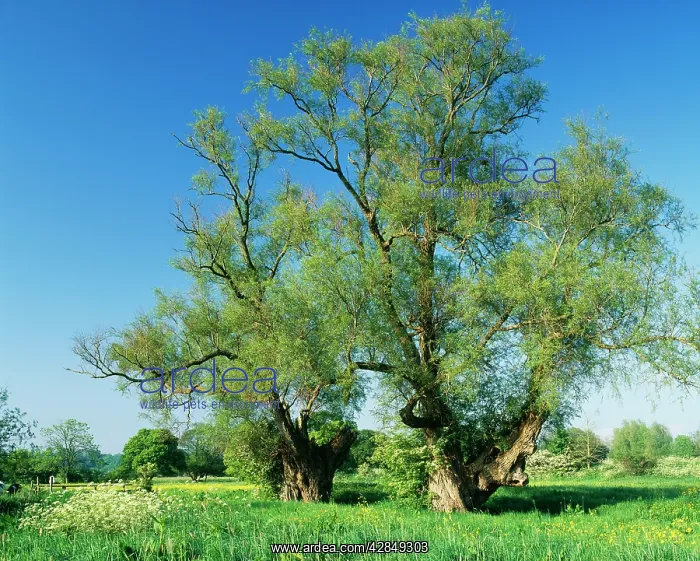 : White WILLOW - ancient, pollarded, Stour Valley : White WILLOW - ancient, pollarded, Stour Valley