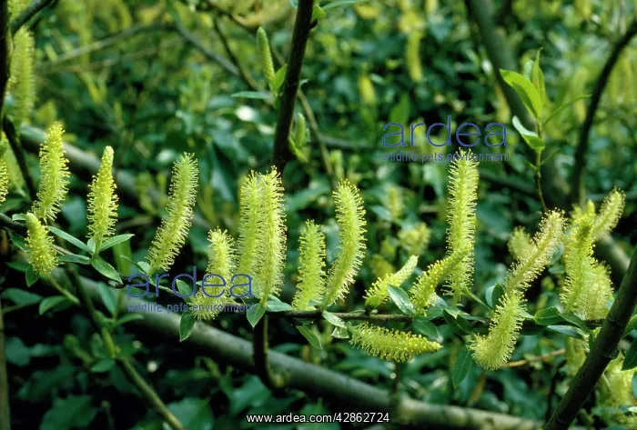 : White Willow - in flower : White Willow - in flower