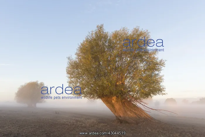  : White Willow - tree in morning fog - Germany