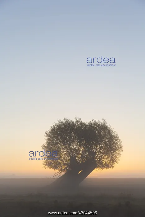  : White Willow - tree at sunrise - Germany