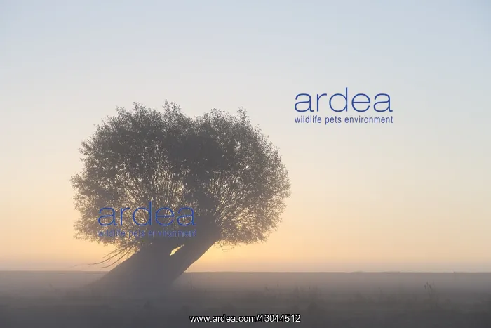  : White Willow - tree at sunrise - Germany