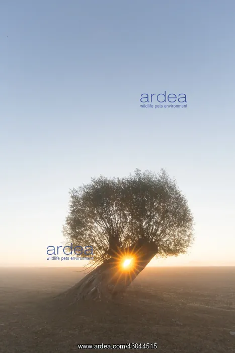  : White Willow - tree at sunrise - Germany