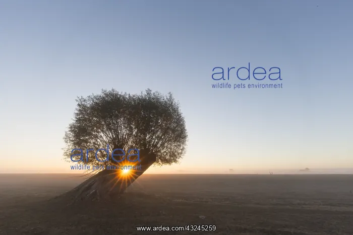  : White Willow - tree at sunrise - Germany