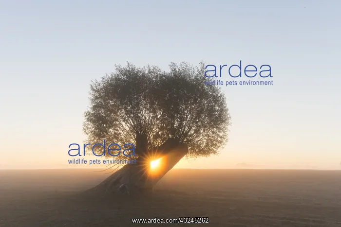  : White Willow - tree at sunrise - Germany