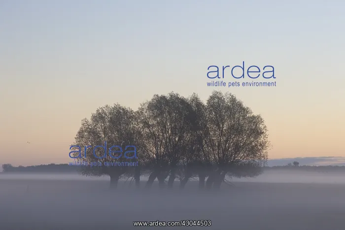  : White Willow - trees in morning fog - Germany