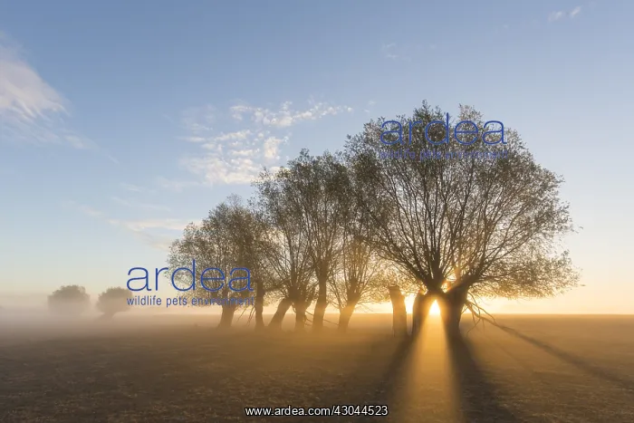  : White Willow - trees at sunrise - Germany