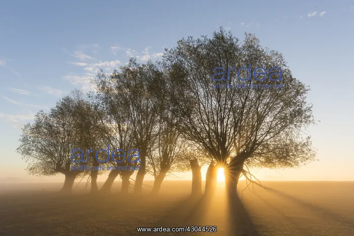  : White Willow - trees at sunrise - Germany
