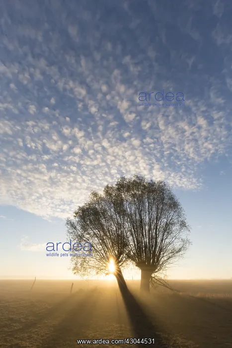  : White Willow - trees at sunrise - Germany