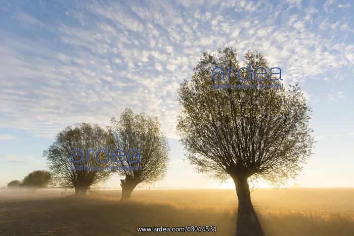  : White Willow - trees at sunrise - Germany