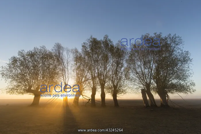  : White Willow - trees at sunrise - Germany