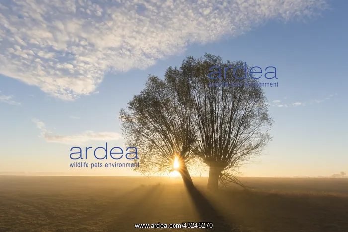  : White Willow - trees at sunrise - Germany