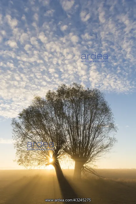  : White Willow - trees at sunrise - Germany