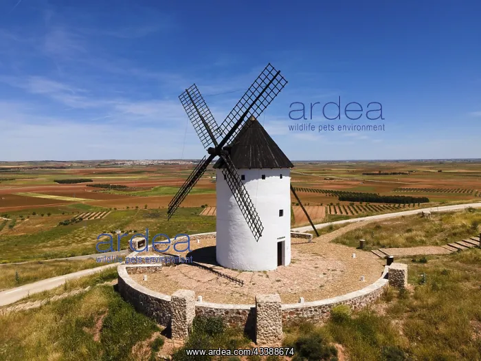 : White windmill with black roof on a hill surrounded : White windmill with black roof on a hill surrounded