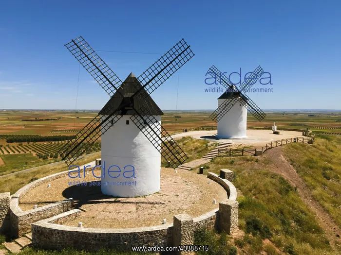: Two white windmills with black roofs on a hill surrounded : Two white windmills with black roofs on a hill surrounded