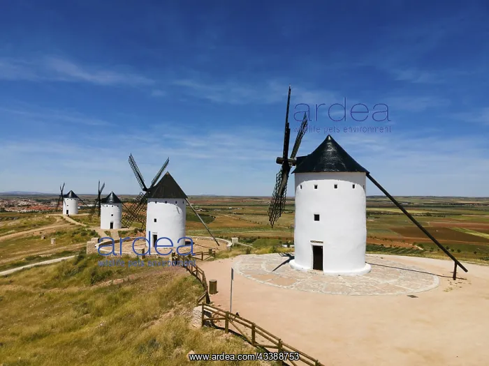 : White windmills with black roofs standing in an : White windmills with black roofs standing in an