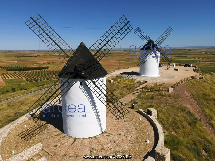 : Two white windmills with black roofs in a wide field : Two white windmills with black roofs in a wide field