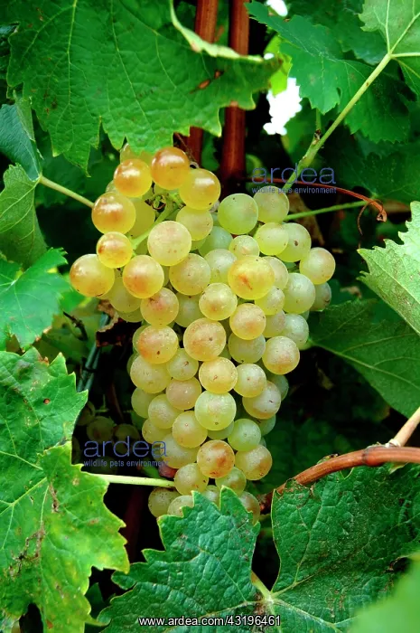 : White wine can be produced with Chardonnay grape : White wine can be produced with Chardonnay grape