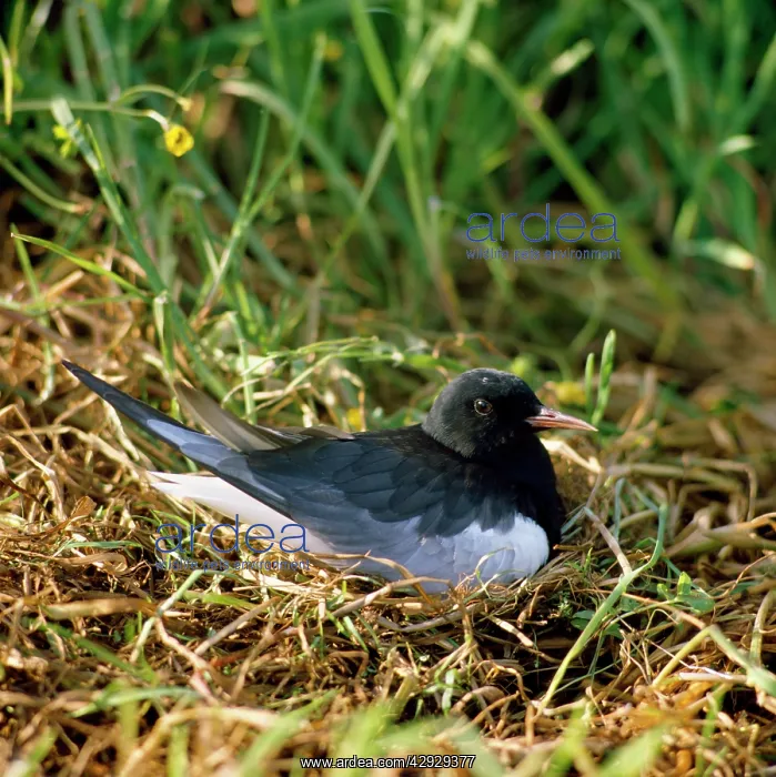 : WHITE-WINGED BLACK TERN : WHITE-WINGED BLACK TERN