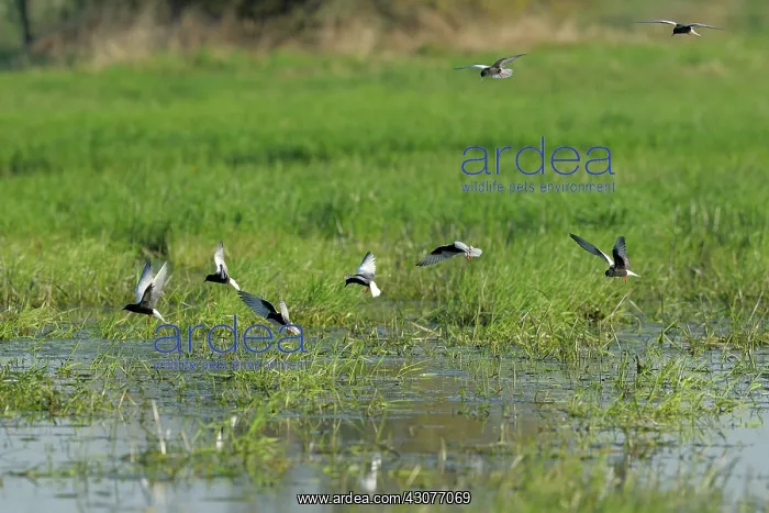  : White-winged Black Tern
