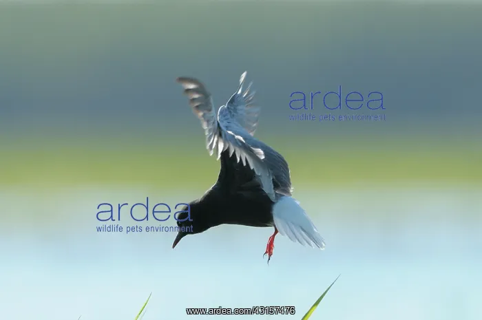  : White-winged Black Tern