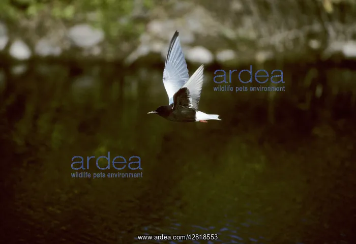 : White-Winged Black Tern - In Flight : White-Winged Black Tern - In Flight