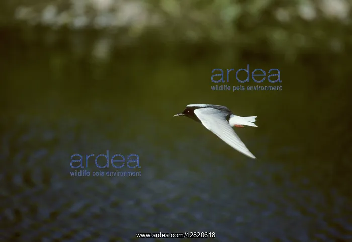 : White-winged Black Tern - In Flight : White-winged Black Tern - In Flight