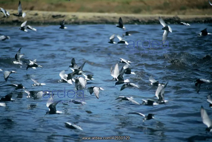 : White-winged Black Terns - in flight : White-winged Black Terns - in flight