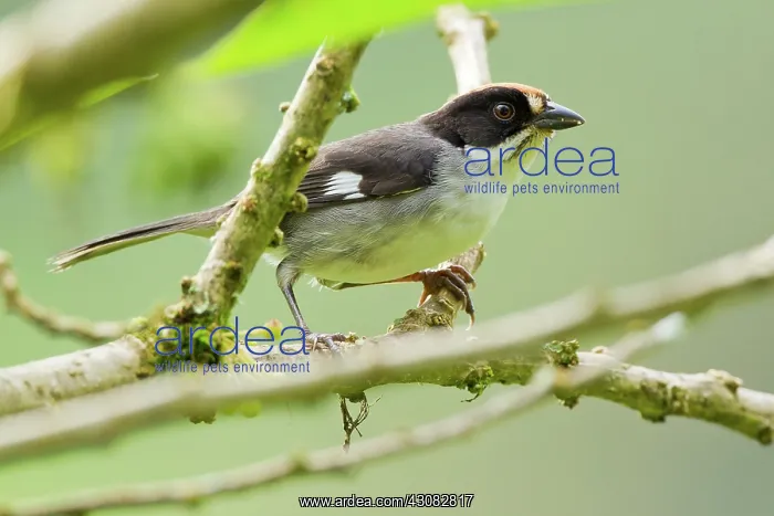 : White-winged Brush-finch : White-winged Brush-finch