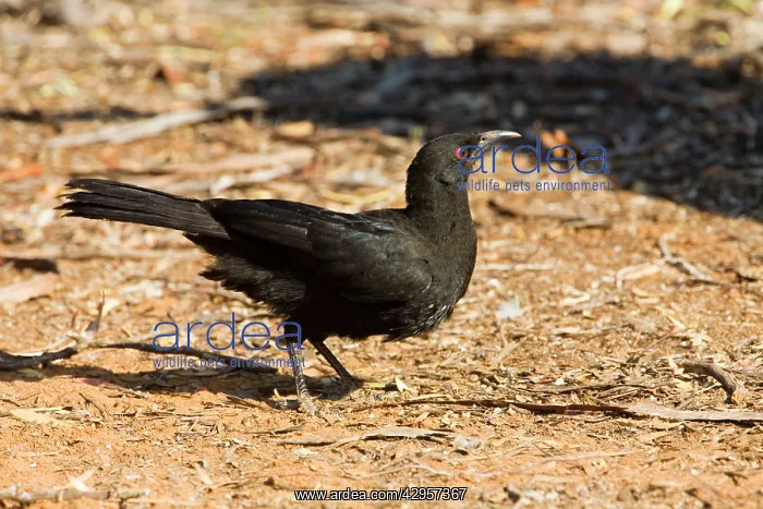 : White-winged Chough : White-winged Chough