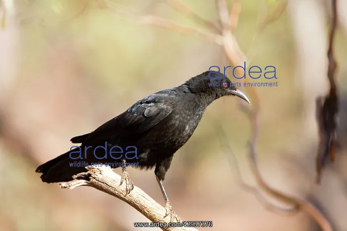 : White-winged Chough : White-winged Chough