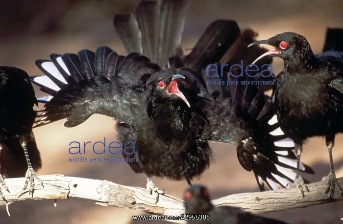 : White-winged Chough - perform a spectacular display