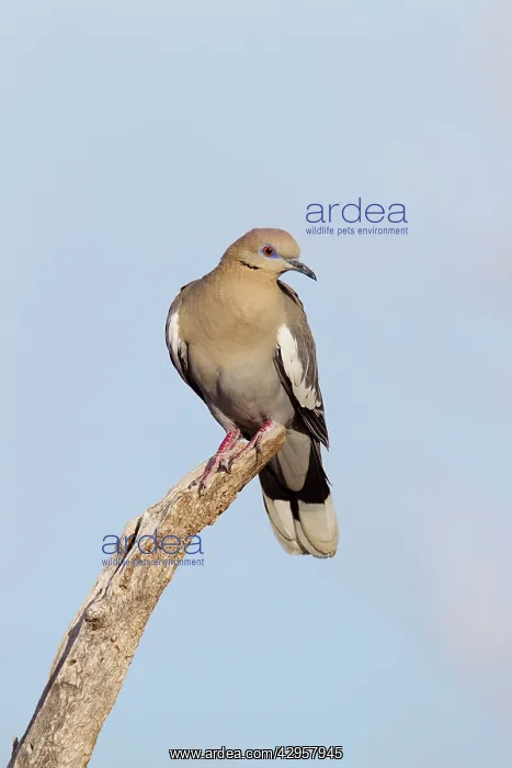 : White-winged Collared Dove : White-winged Collared Dove