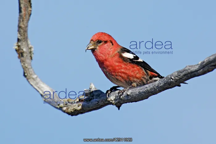 : White-winged Crossbill : White-winged Crossbill