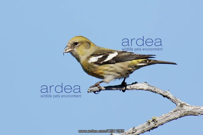 : White-winged Crossbill : White-winged Crossbill