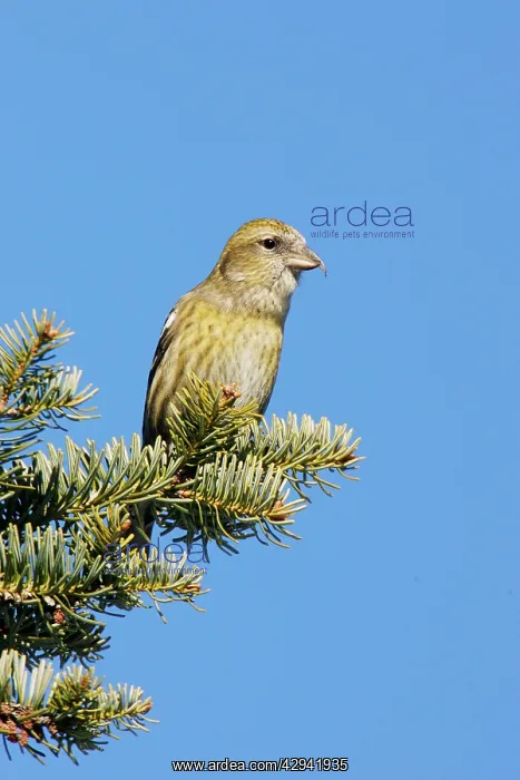: White-winged Crossbill : White-winged Crossbill