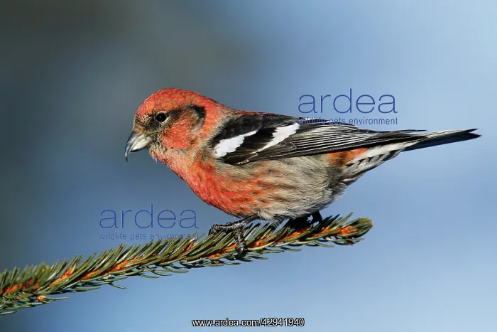 : White-winged Crossbill : White-winged Crossbill