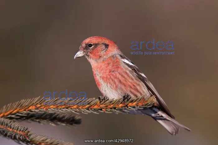 : White-winged Crossbill : White-winged Crossbill
