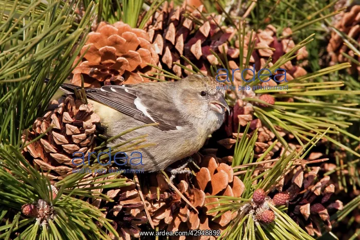  : White-winged Crossbill - female feeding on pine cones